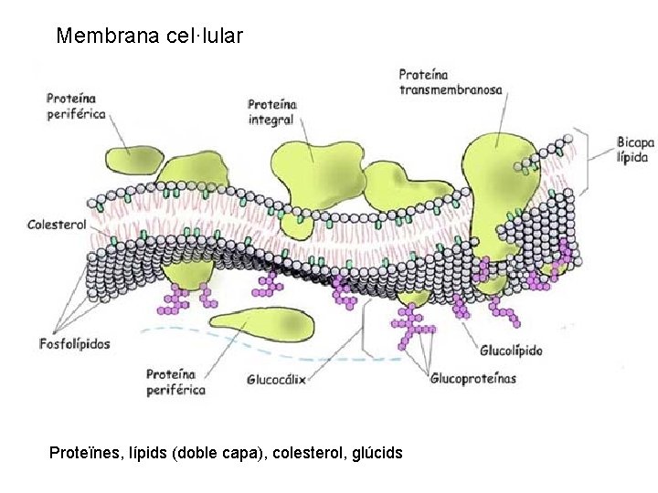 Membrana cel·lular Proteïnes, lípids (doble capa), colesterol, glúcids 