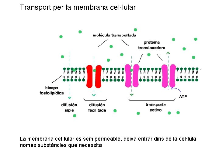 Transport per la membrana cel·lular La membrana cel·lular és semipermeable, deixa entrar dins de