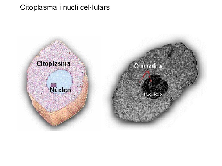 Citoplasma i nucli cel·lulars 