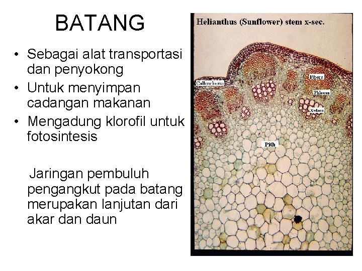 BATANG • Sebagai alat transportasi dan penyokong • Untuk menyimpan cadangan makanan • Mengadung BATANG • Sebagai alat transportasi dan penyokong • Untuk menyimpan cadangan makanan • Mengadung