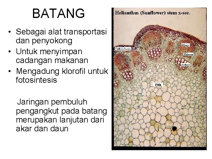 BATANG • Sebagai alat transportasi dan penyokong • Untuk menyimpan cadangan makanan • Mengadung