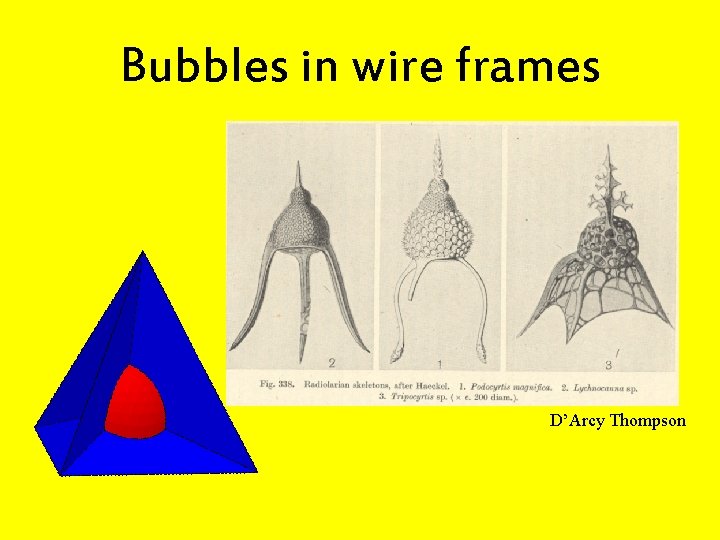 Bubbles in wire frames D’Arcy Thompson 