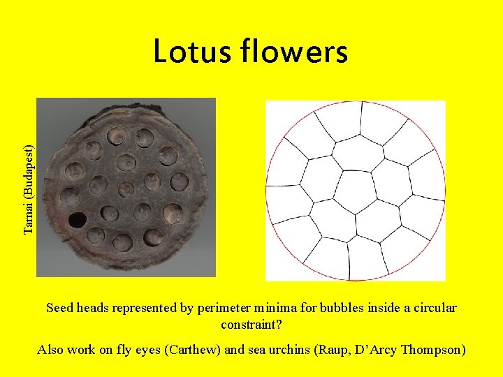 Tarnai (Budapest) Lotus flowers Seed heads represented by perimeter minima for bubbles inside a
