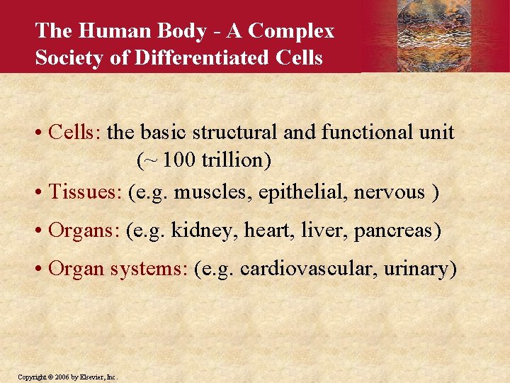 The Human Body - A Complex Society of Differentiated Cells • Cells: the basic