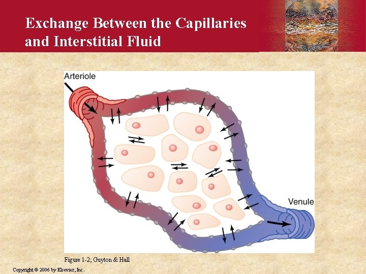 Exchange Between the Capillaries and Interstitial Fluid Figure 1 -2; Guyton & Hall Copyright