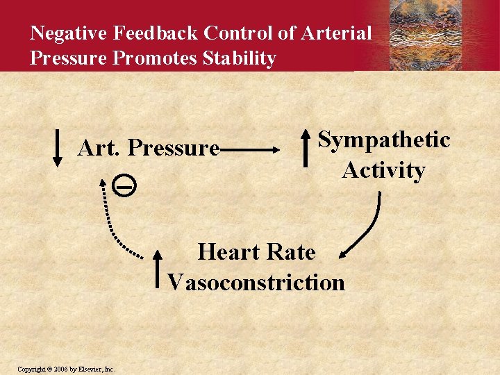 Negative Feedback Control of Arterial Pressure Promotes Stability Art. Pressure Sympathetic Activity Heart Rate