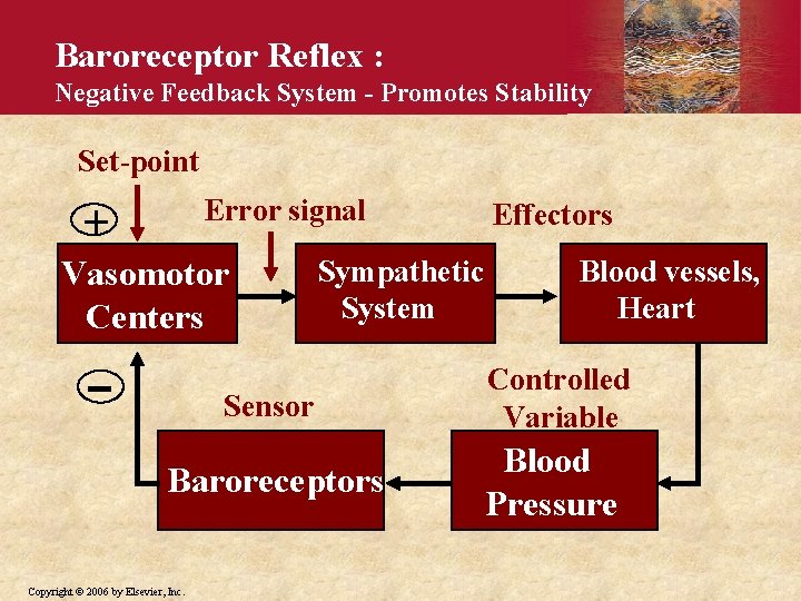 Baroreceptor Reflex : Negative Feedback System - Promotes Stability Set-point Error signal + Vasomotor
