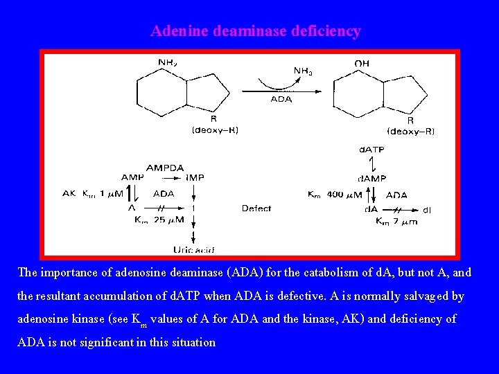 Adenine deaminase deficiency The importance of adenosine deaminase (ADA) for the catabolism of d.