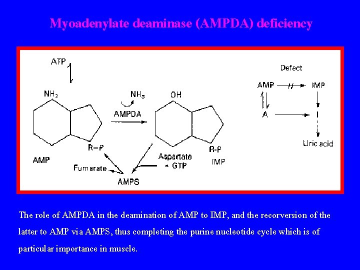 Myoadenylate deaminase (AMPDA) deficiency The role of AMPDA in the deamination of AMP to