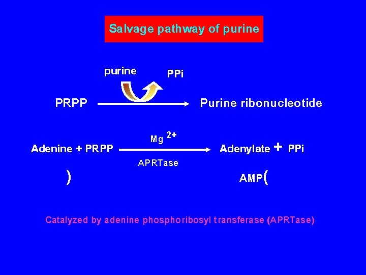 Salvage pathway of purine PPi PRPP Adenine + PRPP ) Purine ribonucleotide Mg 2+