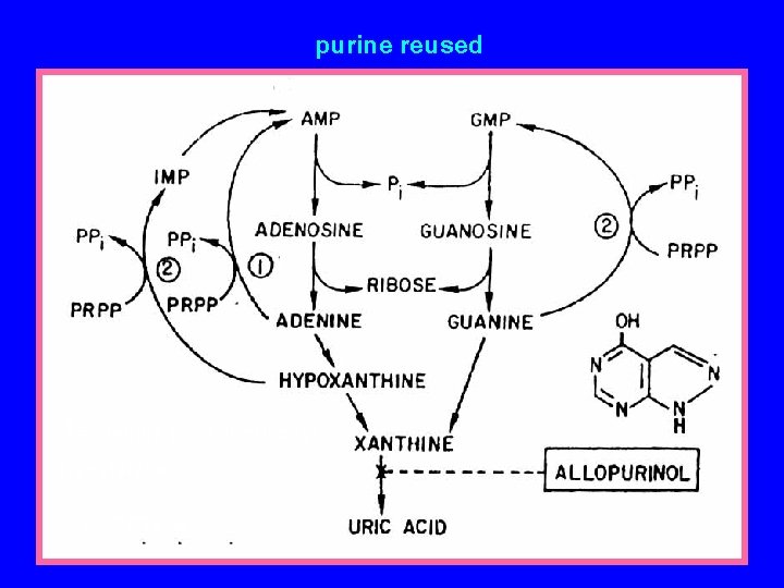 purine reused 1=adenine phosphoribosyl transferase 2=HGPRTase 