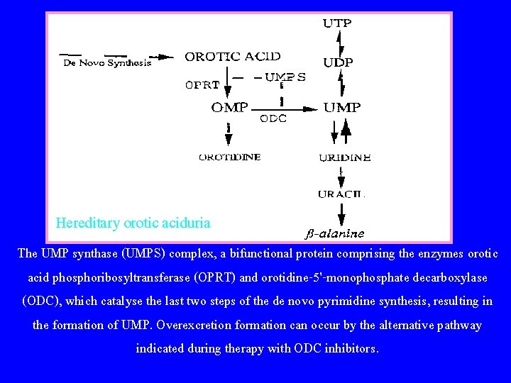 Hereditary orotic aciduria The UMP synthase (UMPS) complex, a bifunctional protein comprising the enzymes
