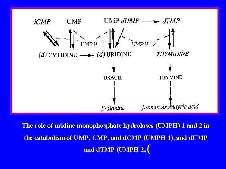 The role of uridine monophosphate hydrolases (UMPH) 1 and 2 in the catabolism of