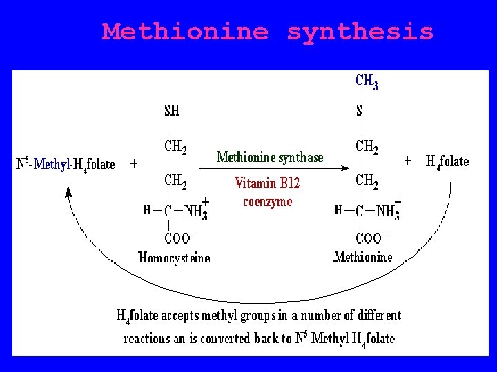 Methionine synthesis 