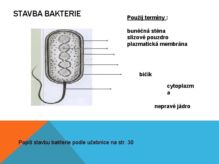 STAVBA BAKTERIE Použij termíny : buněčná stěna slizové pouzdro plazmatická membrána bičík cytoplazm a