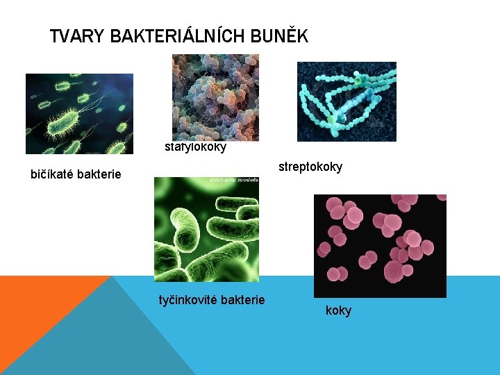 TVARY BAKTERIÁLNÍCH BUNĚK stafylokoky streptokoky bičíkaté bakterie tyčinkovité bakterie koky 