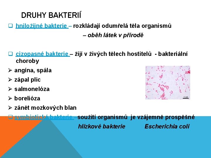 DRUHY BAKTERIÍ q hniložijné bakterie – rozkládají odumřelá těla organismů – oběh látek v