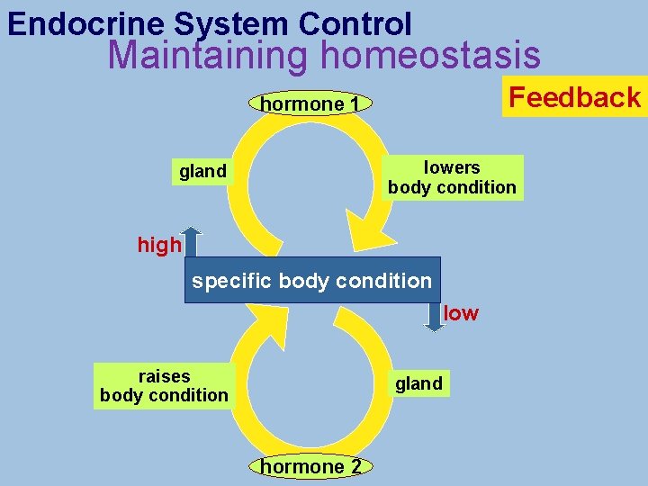 Endocrine System Control Maintaining homeostasis Feedback hormone 1 lowers body condition gland high specific