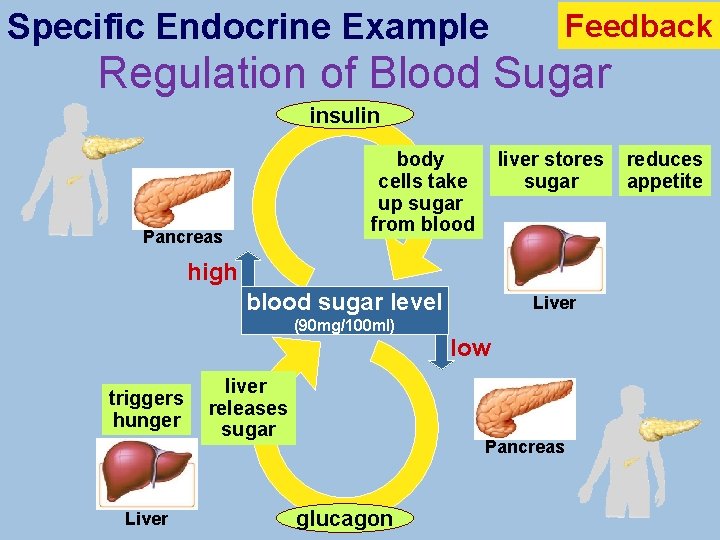 Specific Endocrine Example Feedback Regulation of Blood Sugar insulin liver stores sugar body cells