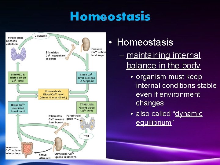 Homeostasis • Homeostasis – maintaining internal balance in the body • organism must keep