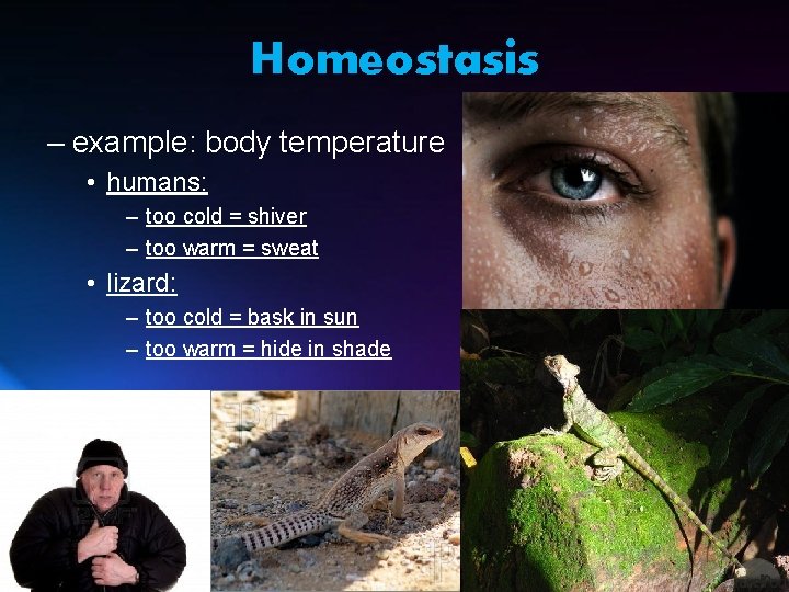 Homeostasis – example: body temperature • humans: – too cold = shiver – too