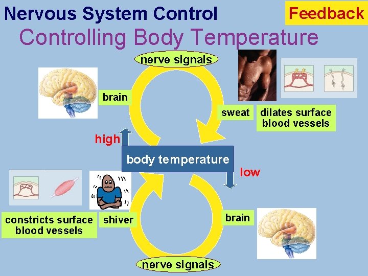 Nervous System Control Feedback Controlling Body Temperature nerve signals brain sweat high body temperature