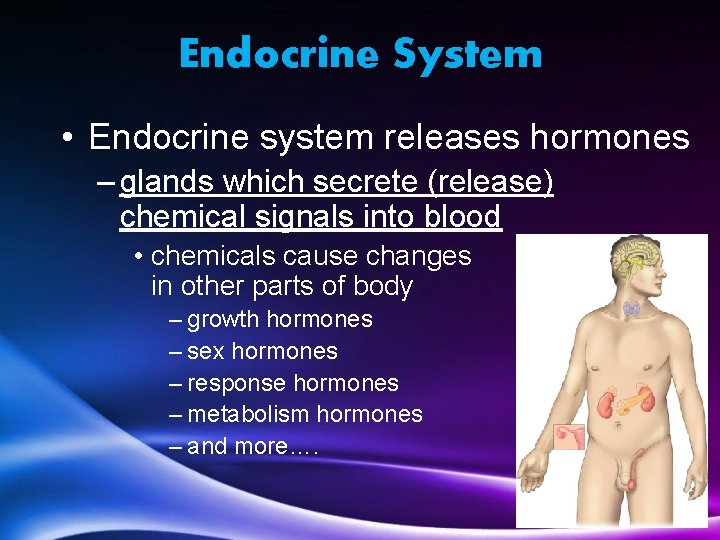 Endocrine System • Endocrine system releases hormones – glands which secrete (release) chemical signals