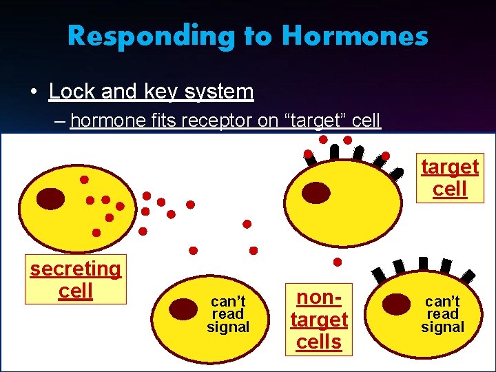 Responding to Hormones • Lock and key system – hormone fits receptor on “target”