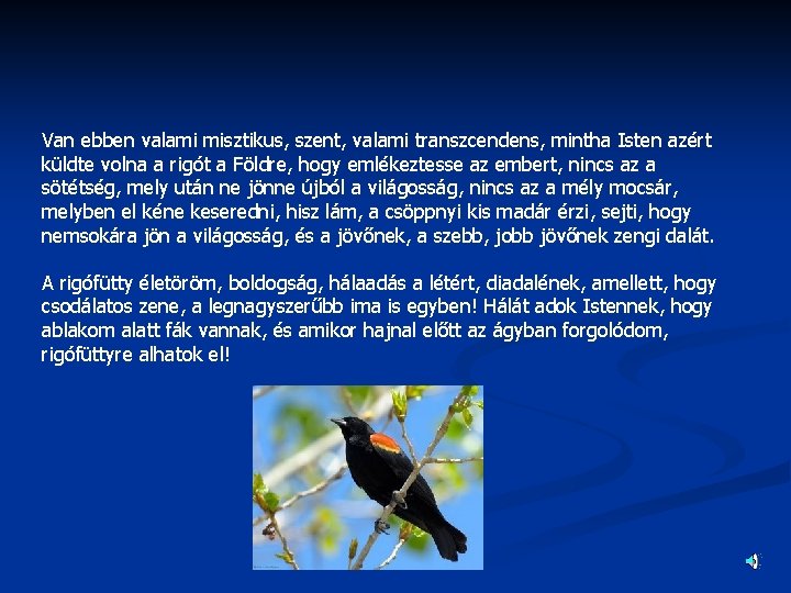 Van ebben valami misztikus, szent, valami transzcendens, mintha Isten azért küldte volna a rigót