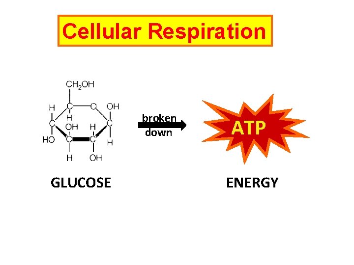 Cellular Respiration broken down GLUCOSE ATP ENERGY 
