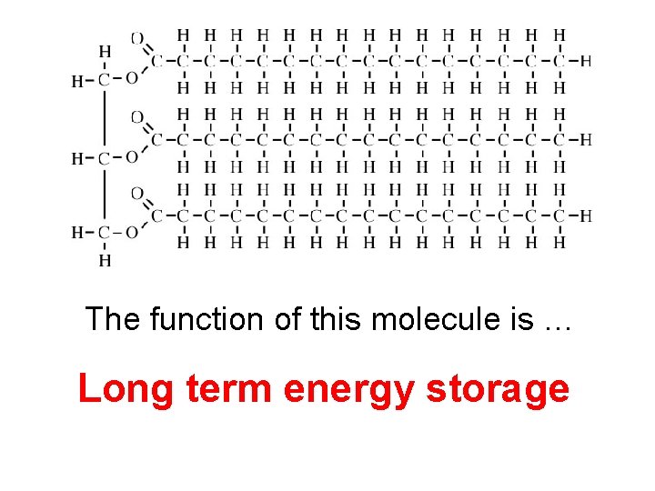 The function of this molecule is … Long term energy storage 