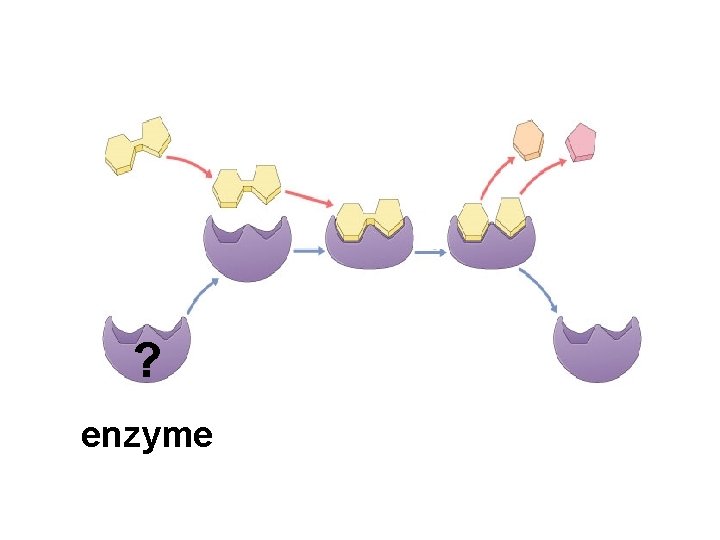 ? enzyme 