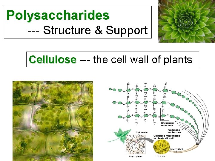 Polysaccharides --- Structure & Support Cellulose --- the cell wall of plants Cellulose 