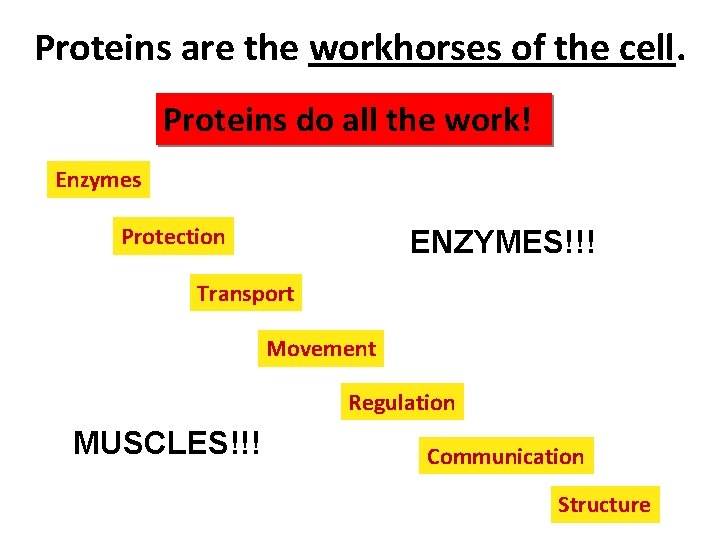 Proteins are the workhorses of the cell. Proteins do all the work! Enzymes Protection