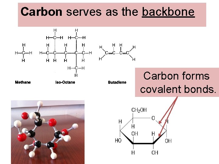 Carbon serves as the backbone Carbon forms covalent bonds. 