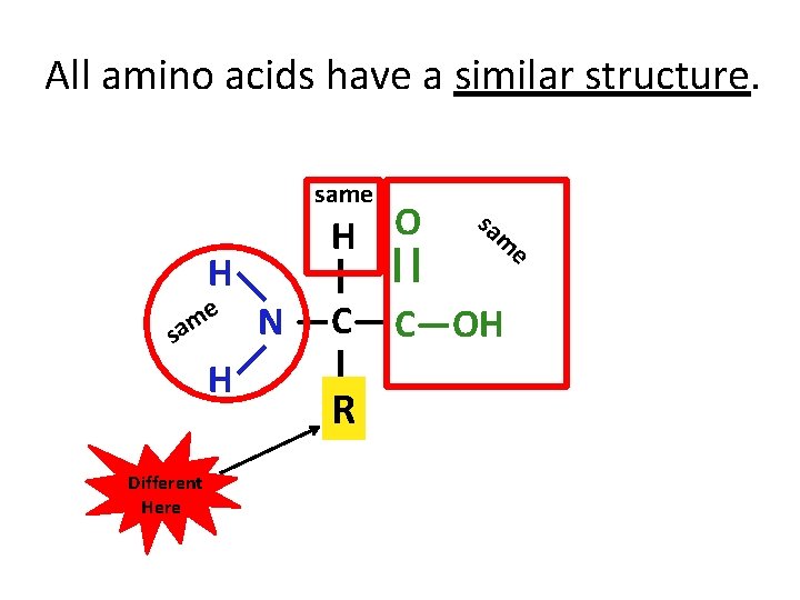 All amino acids have a similar structure. same sa O m H e H