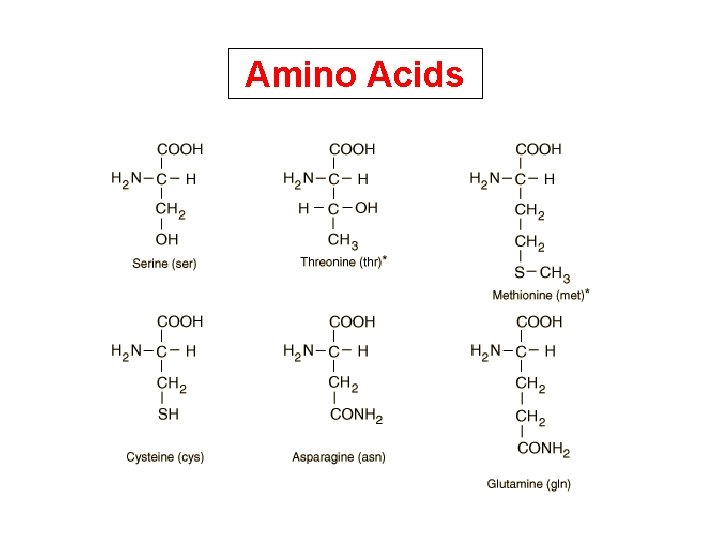 Amino Acids 