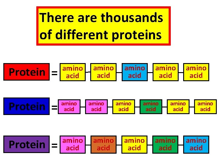 There are thousands of different proteins Protein = amino acid amino acid amino acid