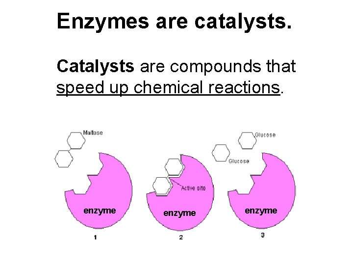 Enzymes are catalysts. Catalysts are compounds that speed up chemical reactions. enzyme 