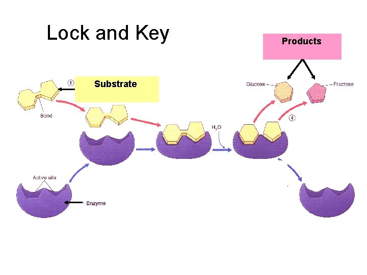 Lock and Key Substrate Products 