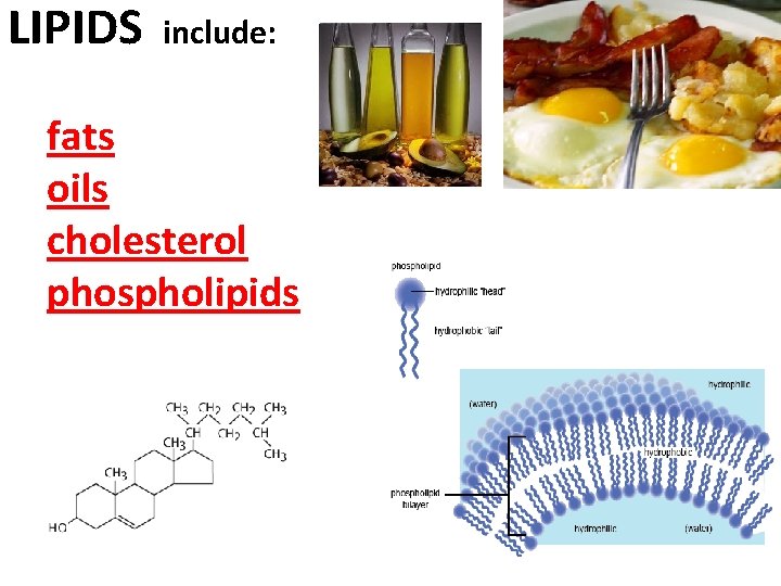 LIPIDS include: fats oils cholesterol phospholipids 