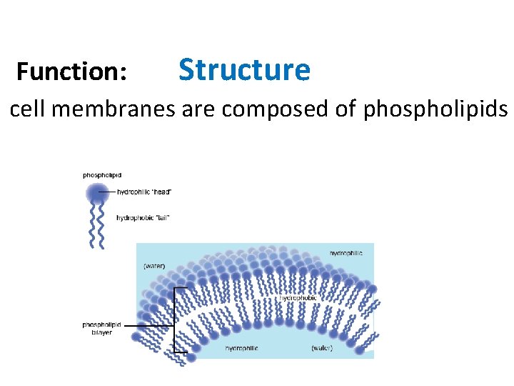 Function: Structure cell membranes are composed of phospholipids 