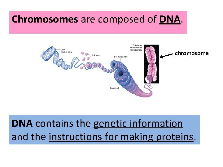 Chromosomes are composed of DNA. chromosome DNA contains the genetic information and the instructions