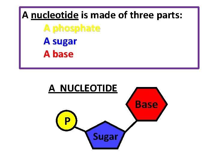 A nucleotide is made of three parts: A phosphate A sugar A base A