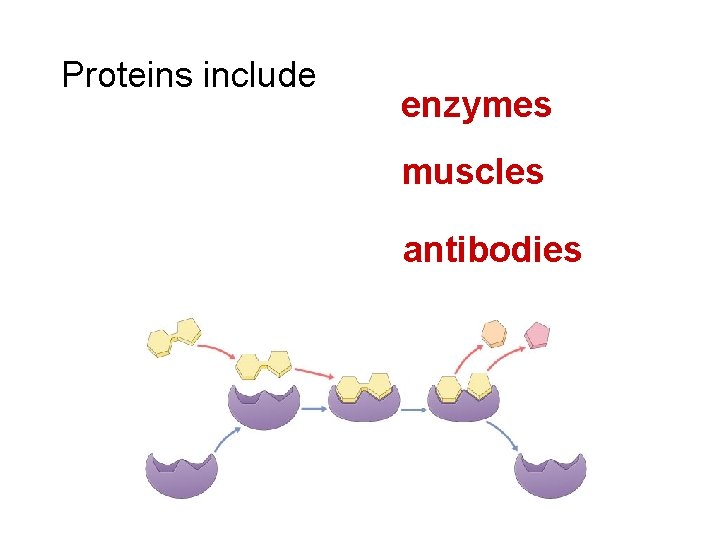 Proteins include enzymes muscles antibodies 