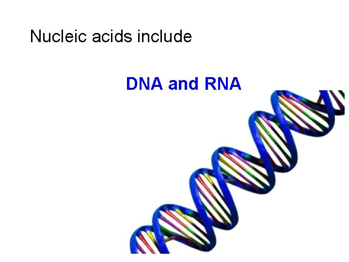 Nucleic acids include DNA and RNA 
