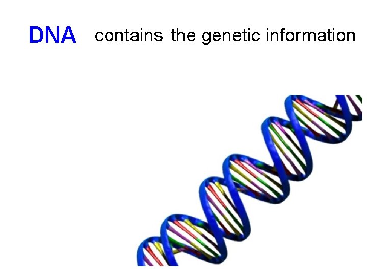 DNA contains the genetic information 