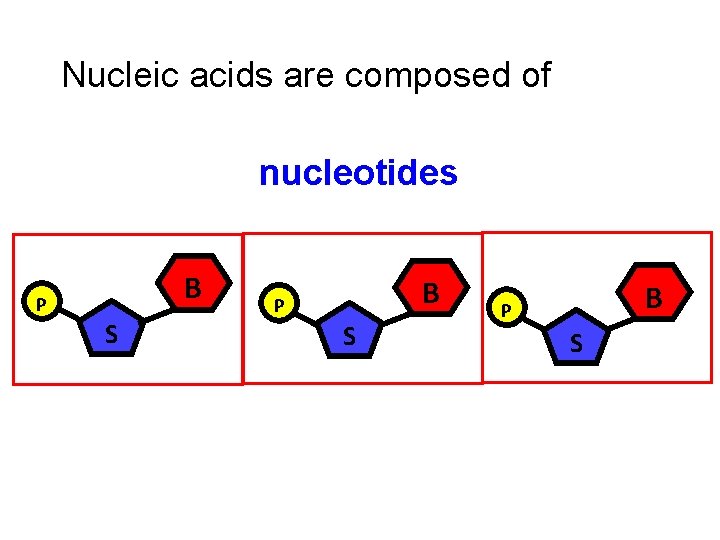 Nucleic acids are composed of nucleotides B P S 