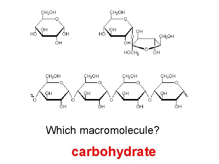 Which macromolecule? carbohydrate 