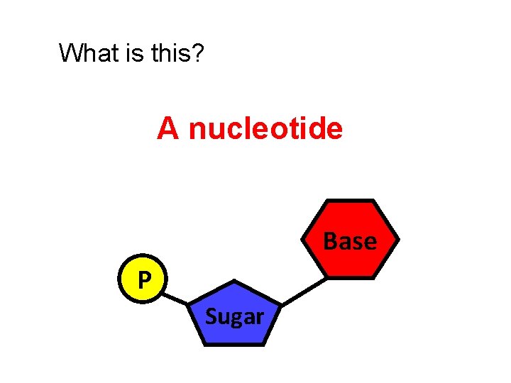What is this? A nucleotide Base P Sugar 